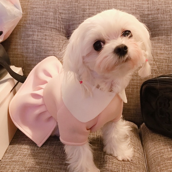 Dog dress - Picture 4 of 5